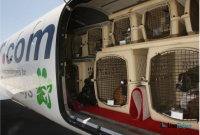 biaya pengiriman hewan lewat pesawat